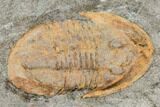 Ordovician Trilobite Association (Asaphellus, Lonchodomas & Euloma) #105875-1